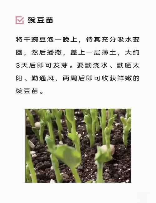 新手必看！抖音种菜教程全攻略，从零开始打造你的阳台小菜园