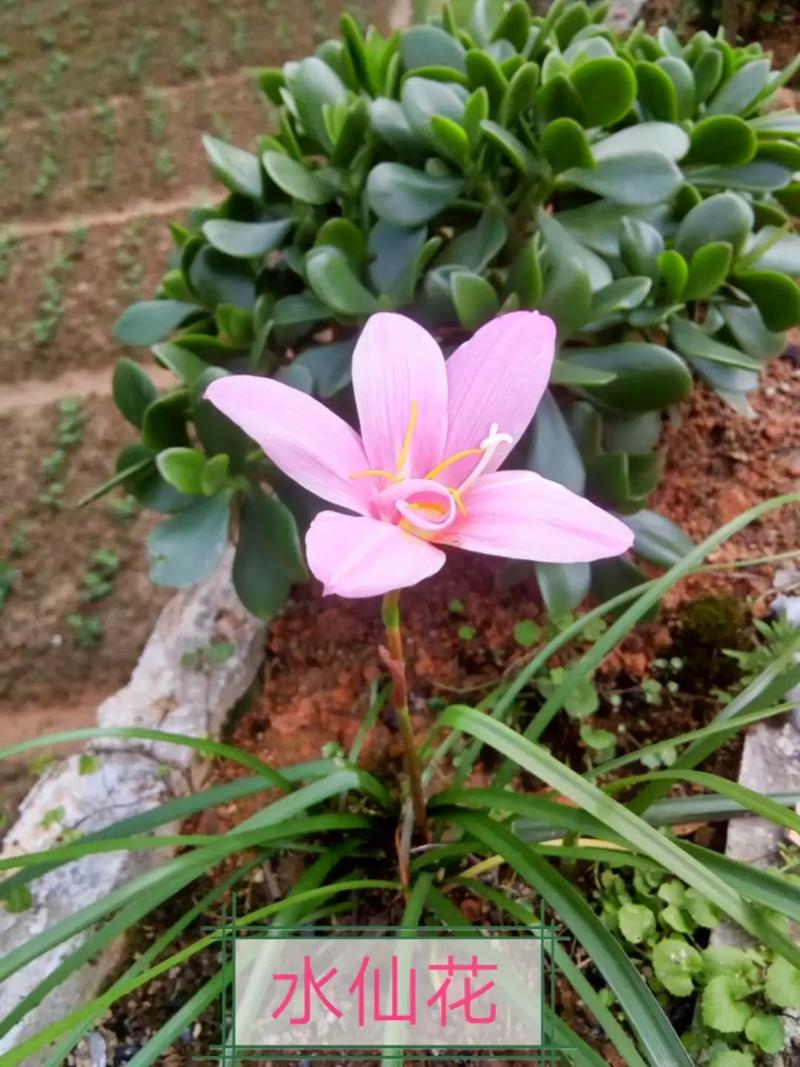 奇花异草刷赞日常，我的作品点赞平台体验