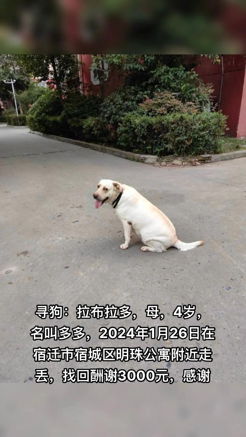 一元买10万QQ赞?免费狗多多背后的猫腻